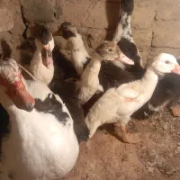 اردک های اسرائیلی کوچک و بزرگ