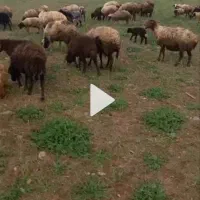 ۴۰تا میشه بردار