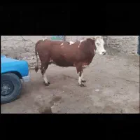 240000000میلیون|حیوانات مزرعه|میانه, |دیوار