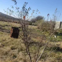 نهال هلو شلیل اصلاح شده، چهارساله، بارده