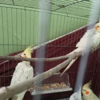 عروس هلندی جوجه