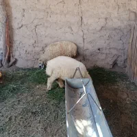 بره نر