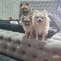 همکار دامپزشک