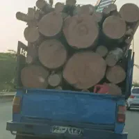 خرید انواع چوب و درخت