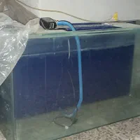 اکواریوم شیشه خم سالم|ماهی|ساوه, |دیوار