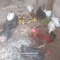 فروش خرگوش