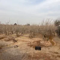 باغ انار در رحیم آباد کنار بهارستان