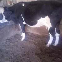 گاو سمینتال|حیوانات مزرعه|بیله سوار, |دیوار