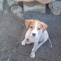 پوینتر انگلیسی اصیل