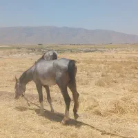 اسب