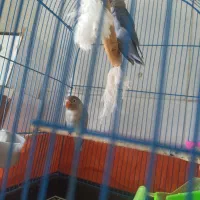 کوتوله وعروس هلندی|پرنده|گلبهار, شهر جدید گلبهار|دیوار