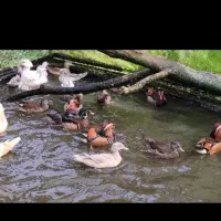 ماندارین و کارولین|حیوانات مزرعه|لاهیجان, کوی آزادگان|دیوار