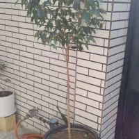 گیاه بنجامین