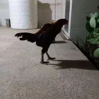 خروس|حیوانات مزرعه|بندرعباس, |دیوار