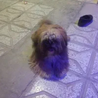 پاپی پشمالو شیتزو خونگی رنگ خاص