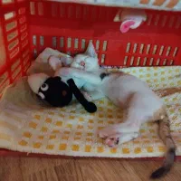 واگذاری گربه|گربه|بوکان, |دیوار