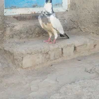 کفتر پلنگ|پرنده|جوین, |دیوار