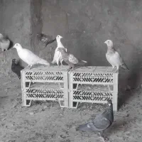 کفتر سینه و سرور|پرنده|قائن, |دیوار