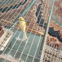 قناری سوپر بلند بخون|پرنده|تهران, مسعودیه|دیوار