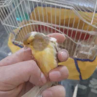 قناری ابلق|پرنده|گلستان (تهران), |دیوار