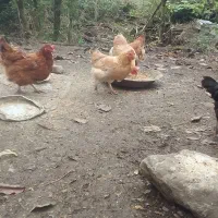 فروش مرغ محلی