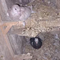 کبوتر|پرنده|مشهد, اروند|دیوار