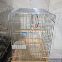 سرگرمی وفراغت|لوازم جانبی حیوانات|مریوان, |دیوار