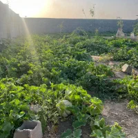 چهاردیواری باغی مالک پول لازم ۲۵۰ میلیون مقطوع
