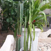 کاکتوس سه ساله