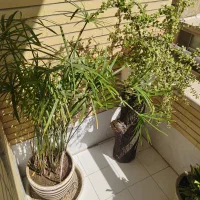 گل و گلدان آپارتمانی بسیار زیبا