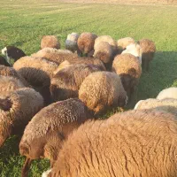 گوسفند بره دار و ابستن|حیوانات مزرعه|کرمانشاه, |دیوار