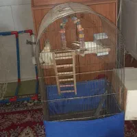 ی جفت عروس هلندی