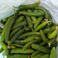 خیار