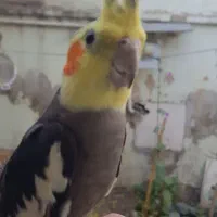 عروس هلندی نر طوسی بالغ دستی حلقه پاقیمت مناسب|پرنده|فیروزکوه, |دیوار