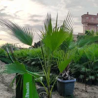 تولیدی پالم واشنگتن نایلکسی