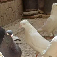 سفید اراکی
