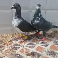 سوسکی سینه سفید