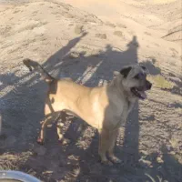 سگ عراقی|سگ|چورزق, |دیوار