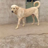 توله پژدر اصیل