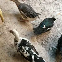 مرغابی مسکویی جوجه اردک مسکویی|حیوانات مزرعه|سرپل ذهاب, |دیوار