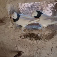 طوقی|پرنده|کشکسرای, |دیوار