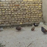 کفتر سرخ پرشی|پرنده|اردکان, |دیوار