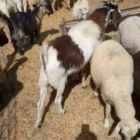 کهره نربره بززاییده شیری معاوضه پژومزدادرارزوئیه|حیوانات مزرعه|ارزوئیه, |دیوار