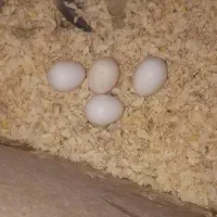 یک جفت عروس هلندی نر و ماده|پرنده|تهران, مشیریه|دیوار