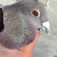 مسافتی|پرنده|یزد, |دیوار