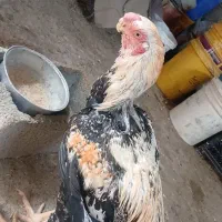 خروس لاری نسل هندی