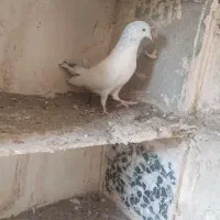 تیدی علیشعبان فروشی فقط تماس پاسخ گو هستم