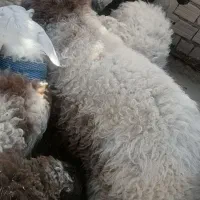 بزرگ وکوچک بره