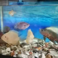 آکواریوم فقط معاوضه با  آکواریوم بزرکتر از خودش|ماهی|خرم‌آباد, |دیوار