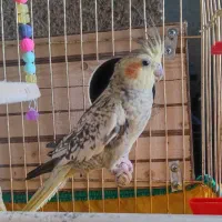 جفت عروس هلندی مولد|پرنده|شوشتر, |دیوار